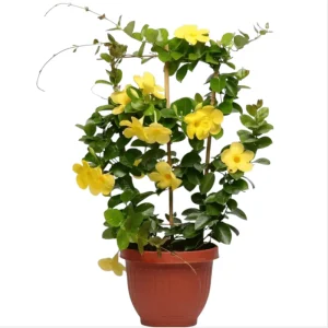 Yellow Mandevilla Live Plant - Tropical Rocktrumpet Vine - 2 Pack, 4-6 Inch Tall - Image 6