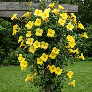 Yellow Mandevilla Live Plant - Tropical Rocktrumpet Vine - 2 Pack, 4-6 Inch Tall - Image 7