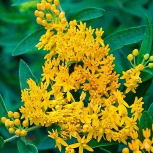 Yellow Milkweed Live Starter Plants – Pack of 2, 4-9 Inch Tall, Outdoor - Image 2