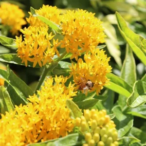 Yellow Milkweed Live Starter Plants – Pack of 2, 4-9 Inch Tall, Outdoor - Image 3