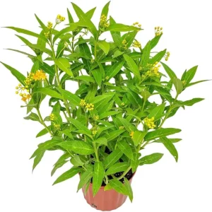 Yellow Milkweed Live Starter Plants – Pack of 2, 4-9 Inch Tall, Outdoor - Image 4