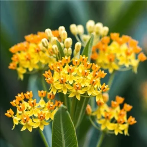 Yellow Milkweed Live Starter Plants – Pack of 2, 4-9 Inch Tall, Outdoor - Image 6