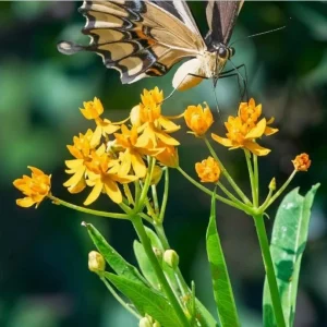 Yellow Milkweed Live Starter Plants – Pack of 2, 4-9 Inch Tall, Outdoor - Image 7