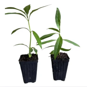Yellow Milkweed Live Starter Plants – Pack of 2, 4-9 Inch Tall, Outdoor - Image 9