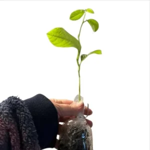 Yellow Passion Fruit Live Plant – Starter Vine, Well Rooted, 4-6 Inch Tall - Image 10