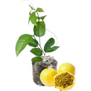 Yellow Passion Fruit Live Plant – Starter Vine, Well Rooted, 4-6 Inch Tall - Image 2