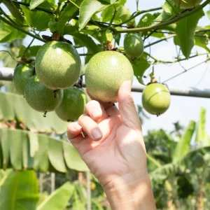 Yellow Passion Fruit Live Plant – Starter Vine, Well Rooted, 4-6 Inch Tall - Image 4