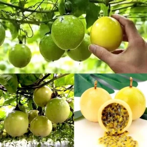 Yellow Passion Fruit Live Plant – Starter Vine, Well Rooted, 4-6 Inch Tall - Image 5
