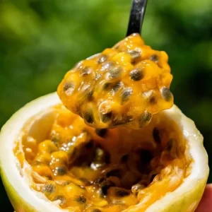 Yellow Passion Fruit Live Plant – Starter Vine, Well Rooted, 4-6 Inch Tall - Image 6