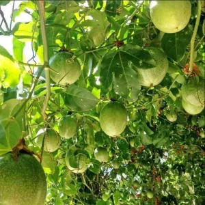 Yellow Passion Fruit Live Plant – Starter Vine, Well Rooted, 4-6 Inch Tall - Image 7