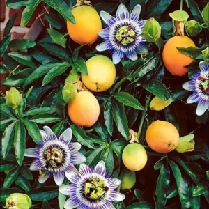 Yellow Passion Fruit Live Plant – Starter Vine, Well Rooted, 4-6 Inch Tall - Image 8