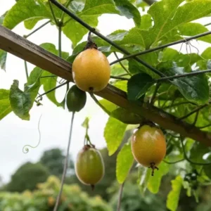 Yellow Passion Fruit Live Plant – Starter Vine, Well Rooted, 4-6 Inch Tall - Image 9
