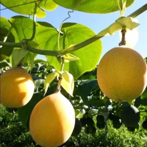 Yellow Passion Fruit Live Plant – Starter Vine, Well Rooted, 4-6 Inch Tall - Image 1