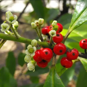 Yerba Mate Live Starter Plant - Ilex Paraguariensis Tea Tree - 5-9 Inch Tall - Image 10