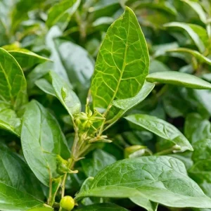 Yerba Mate Live Starter Plant - Ilex Paraguariensis Tea Tree - 5-9 Inch Tall - Image 2