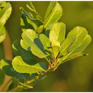 Yerba Mate Live Starter Plant - Ilex Paraguariensis Tea Tree - 5-9 Inch Tall - Image 5