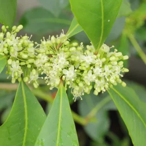 Yerba Mate Live Starter Plant - Ilex Paraguariensis Tea Tree - 5-9 Inch Tall - Image 6