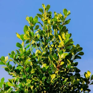 Yerba Mate Live Starter Plant - Ilex Paraguariensis Tea Tree - 5-9 Inch Tall - Image 7