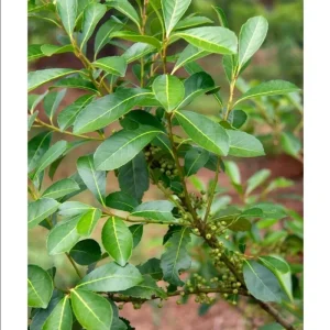 Yerba Mate Live Starter Plant - Ilex Paraguariensis Tea Tree - 5-9 Inch Tall - Image 8