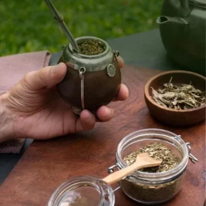 Yerba Mate Live Starter Plant - Ilex Paraguariensis Tea Tree - 5-9 Inch Tall - Image 9