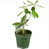 Yerba Mate Live Starter Plant - Ilex Paraguariensis Tea Tree - 5-9 Inch Tall - Image 1