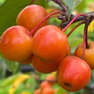 Zumi Crabapple Tree Live Plant, Set of 2, 6-12