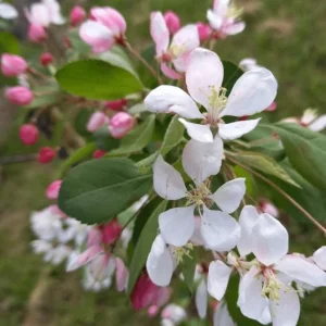 Zumi Crabapple Tree Live Plant, Set of 2, 6-12