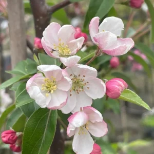 Zumi Crabapple Tree Live Plant, Set of 2, 6-12