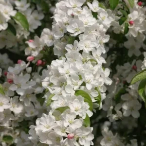 Zumi Crabapple Trees Live Plant Set - 4-Pack, 6-12