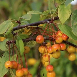 Zumi Crabapple Trees Live Plant Set - 4-Pack, 6-12