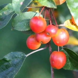 Zumi Crabapple Trees Live Plant Set - 4-Pack, 6-12