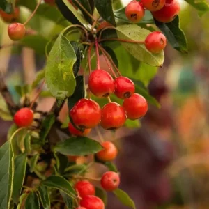 Zumi Crabapple Trees Live Plant Set - 4-Pack, 6-12