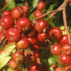 Zumi Crabapple Trees Live Plant Set - 4-Pack, 6-12