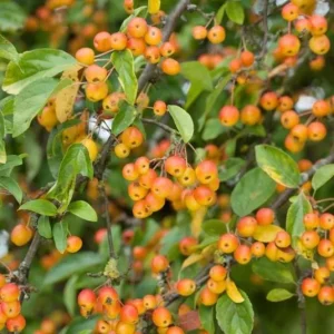 Zumi Crabapple Trees Live Plant Set - 4-Pack, 6-12