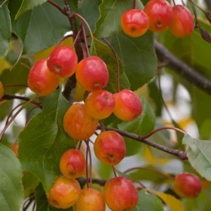 Zumi Crabapple Trees Live Plant Set - 4-Pack, 6-12