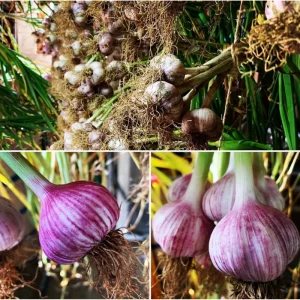 0.5 Lb Mixed Hardneck Garlic Bulbs - Ready to Grow Cloves for Planting - Image 4