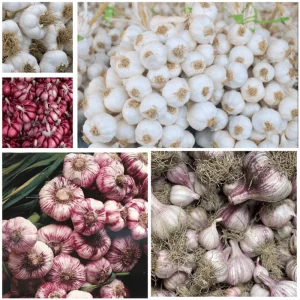 0.5 Lb Mixed Hardneck Garlic Bulbs - Ready to Grow Cloves for Planting - Image 1