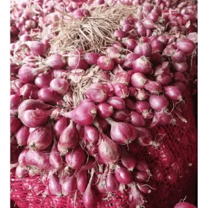 0.5lb Red Shallot Bulbs for Planting – Onion Sets for Home Gardens - Image 2
