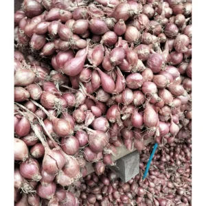 0.5lb Red Shallot Bulbs for Planting – Onion Sets for Home Gardens - Image 3