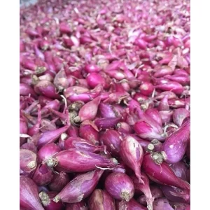 0.5lb Red Shallot Bulbs for Planting – Onion Sets for Home Gardens - Image 5