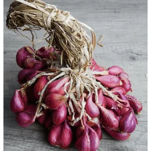 0.5lb Red Shallot Bulbs for Planting – Onion Sets for Home Gardens - Image 6
