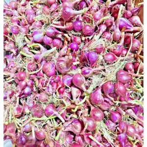 0.5lb Red Shallot Bulbs for Planting – Onion Sets for Home Gardens - Image 1