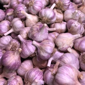 1 Lb Mixed Garlic Bulbs for Planting - Hardneck Garden Garlic Tubers, White Red Purple - Image 7