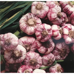 1 Lb Mixed Hardneck Garlic Bulbs for Planting - Chesnok Red, Music, Italian, German, Russian Garlic - Image 2