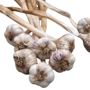 1 Lb Mixed Hardneck Garlic Bulbs for Planting - Chesnok Red, Music, Italian, German, Russian Garlic - Image 3