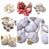 1 Lb Mixed Hardneck Garlic Bulbs for Planting - Chesnok Red, Music, Italian, German, Russian Garlic - Image 1