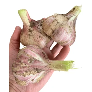 1 Lb Mixed Hardneck Garlic Bulbs for Planting - Chesnok Red, Music, Italian, German, Russian Garlic - Image 4