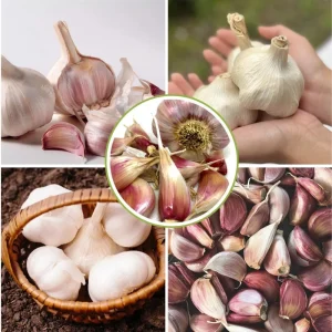 1 Pound French Mix Garlic Bulbs - Ready to Grow or Culinary Use - Image 3