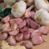 1 Pound French Mix Garlic Bulbs - Ready to Grow or Culinary Use - Image 1