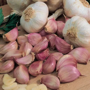 1 Pound French Mix Garlic Bulbs - Ready to Grow or Culinary Use - Image 1